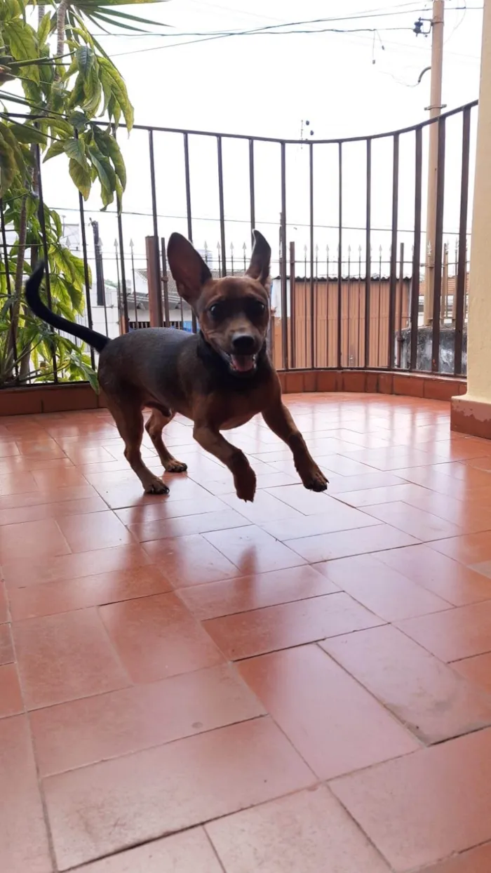Cachorro ra a Pinscher idade 2 anos nome Duke