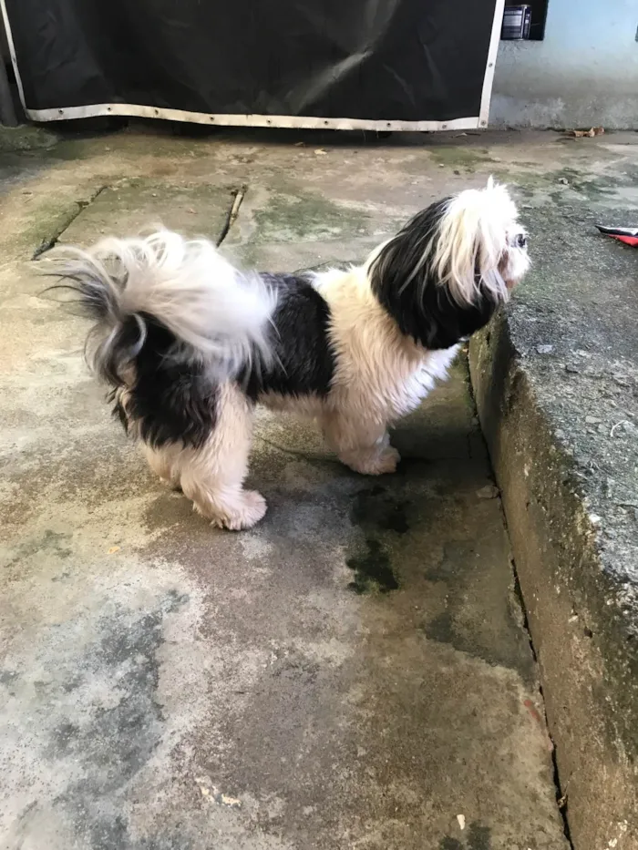 Cachorro ra a Shitzu idade 3 anos nome Lua