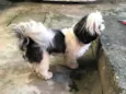Lua