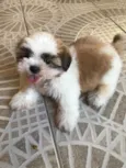 Bolinha 