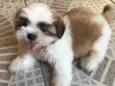Bolinha 
