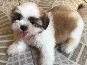 Cachorro raça Shitzu idade Abaixo de 2 meses nome Bolinha 