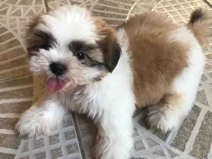 Cachorro ra a Shitzu idade Abaixo de 2 meses nome Bolinha 