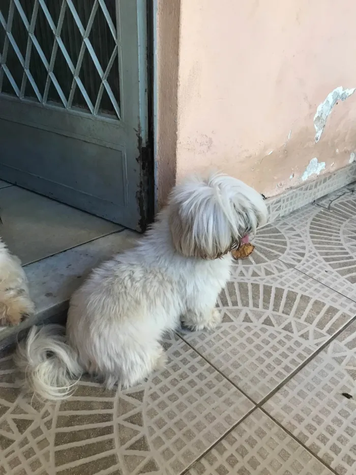 Cachorro ra a Shitzu idade 3 anos nome Sol 