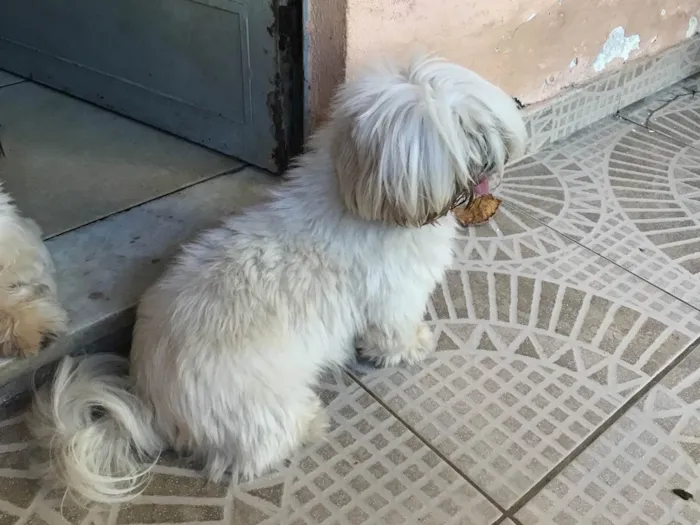 Cachorro ra a Shitzu idade 3 anos nome Sol 
