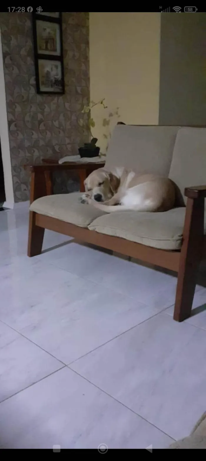 Cachorro ra a Labrador  idade 2 anos nome Simba 