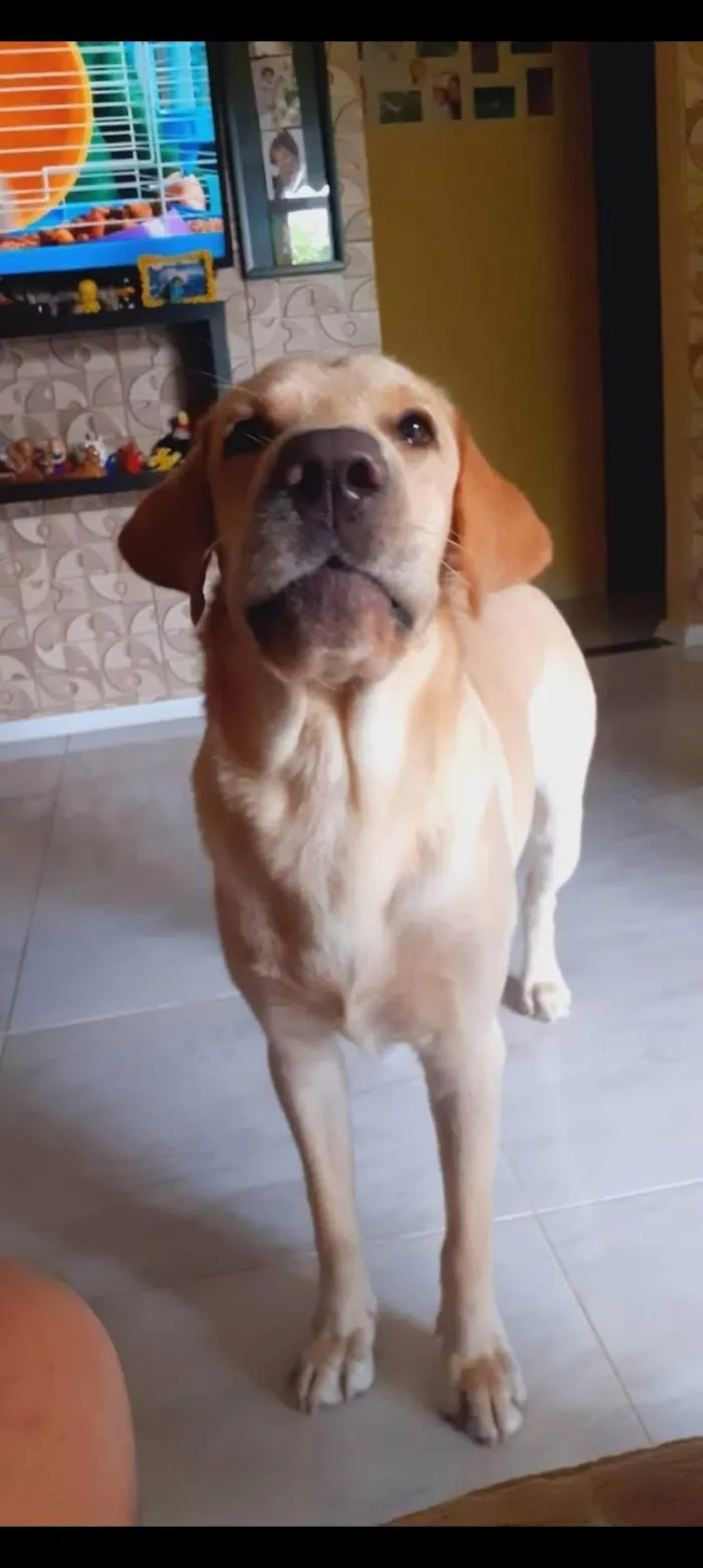 Cachorro ra a Labrador  idade 2 anos nome Simba 