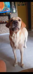 Simba