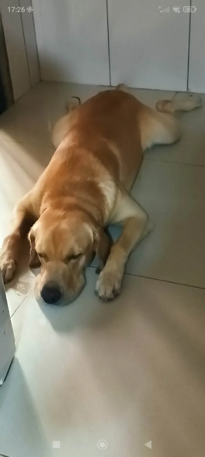 Cachorro ra a Labrador  idade 2 anos nome Simba 