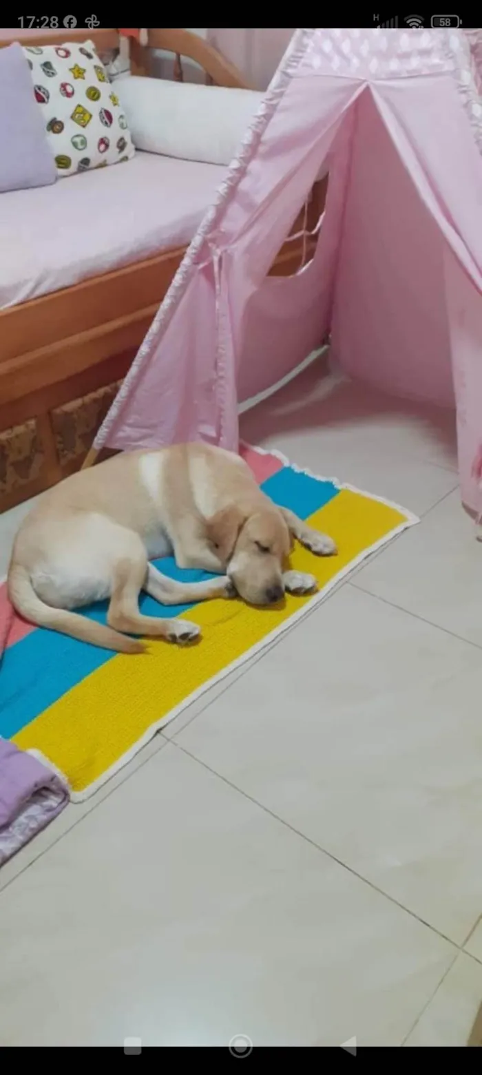 Cachorro ra a Labrador  idade 2 anos nome Simba 