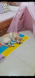 Simba