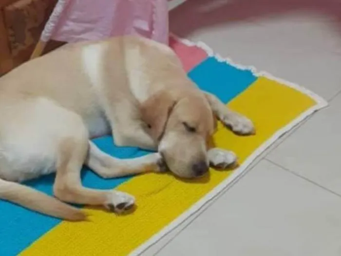 Cachorro ra a Labrador  idade 2 anos nome Simba 