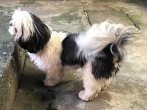 Cachorro raça Shitzu idade 3 anos nome Lua