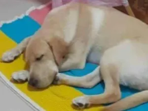 Cachorro raça Labrador  idade 2 anos nome Simba 