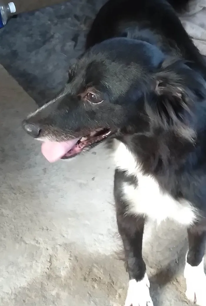 Cachorro ra a Vira_ lata  idade 6 ou mais anos nome Akira