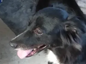 Cachorro raça Vira_ lata  idade 6 ou mais anos nome Akira