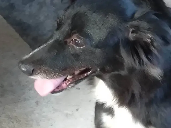Cachorro ra a Vira_ lata  idade 6 ou mais anos nome Akira