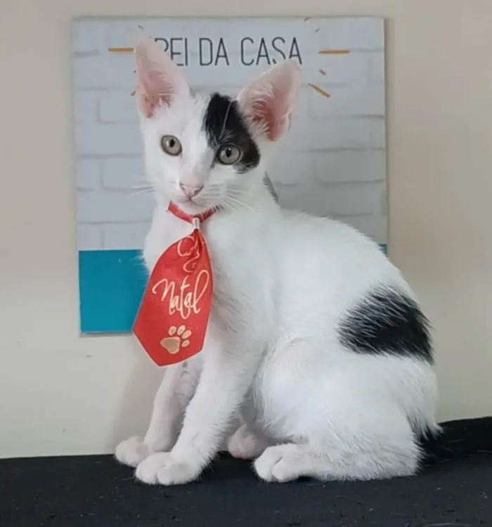 Gato ra a srd idade 2 a 6 meses nome TOBIAS