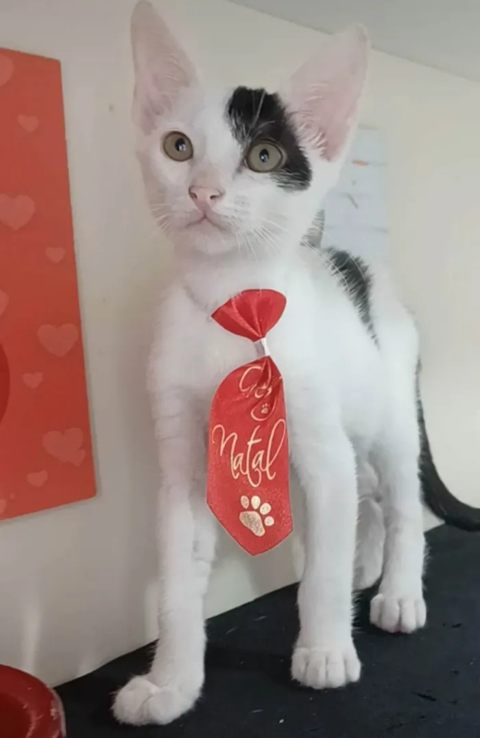 Gato ra a srd idade 2 a 6 meses nome TOBIAS