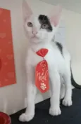 TOBIAS