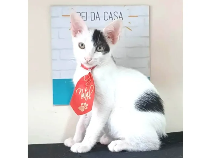 Gato ra a srd idade 2 a 6 meses nome TOBIAS