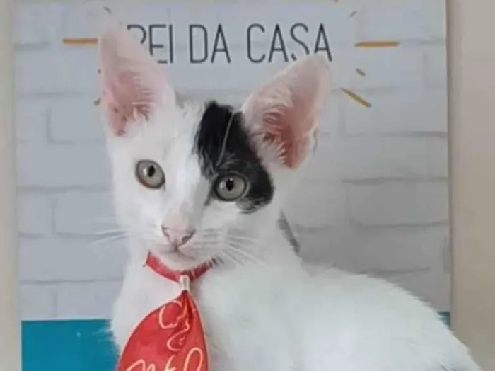Gato ra a srd idade 2 a 6 meses nome TOBIAS