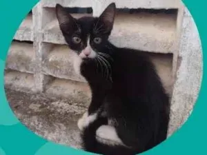 Gato raça SRD-ViraLata idade 2 a 6 meses nome Frajola