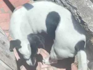 Cachorro raça SRD-ViraLata idade 3 anos nome Princesa