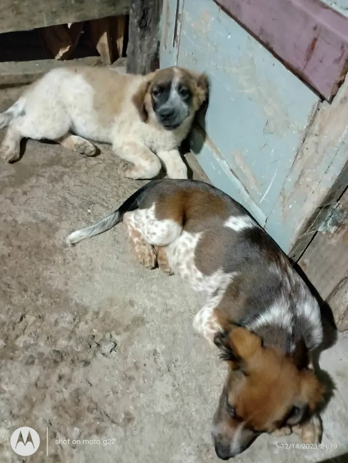 Cachorro ra a Labrador com vira lata  idade 2 a 6 meses nome Spike e lua 