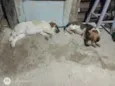 Spike e lua 