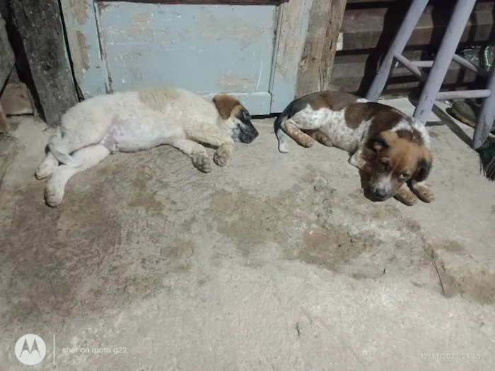 Cachorro ra a Labrador com vira lata  idade 2 a 6 meses nome Spike e lua 