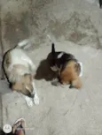 Spike e lua 