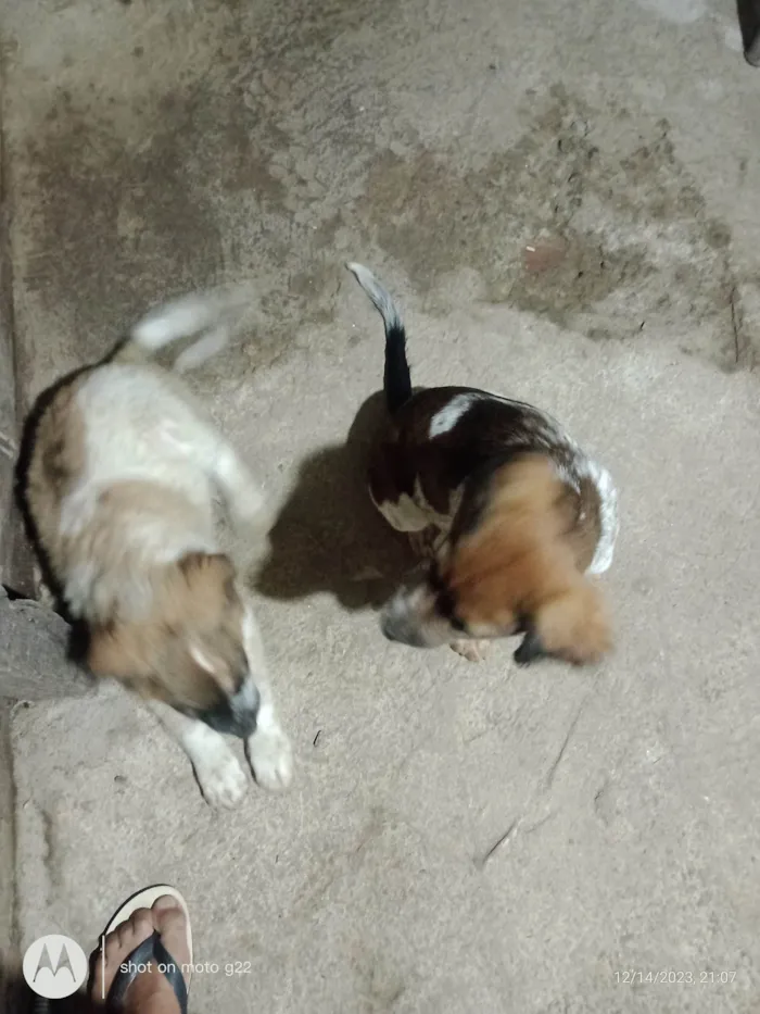 Cachorro ra a Labrador com vira lata  idade 2 a 6 meses nome Spike e lua 