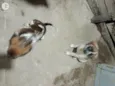 Spike e lua 