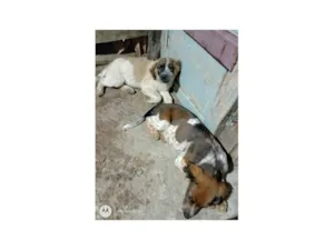 Cachorro raça Labrador com vira lata  idade 2 a 6 meses nome Spike e lua 