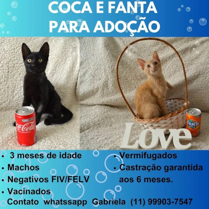 Gato ra a SRD idade 2 a 6 meses nome COCA E FANTA