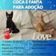 COCA E FANTA