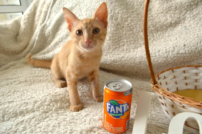 Gato ra a SRD idade 2 a 6 meses nome COCA E FANTA
