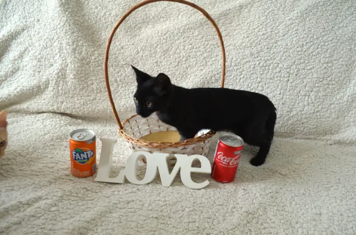 Gato ra a SRD idade 2 a 6 meses nome COCA E FANTA