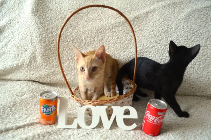 Gato ra a SRD idade 2 a 6 meses nome COCA E FANTA