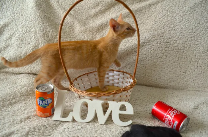 Gato ra a SRD idade 2 a 6 meses nome COCA E FANTA