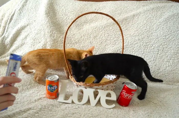 Gato ra a SRD idade 2 a 6 meses nome COCA E FANTA