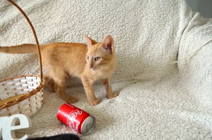 Gato ra a SRD idade 2 a 6 meses nome COCA E FANTA