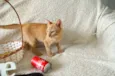COCA E FANTA