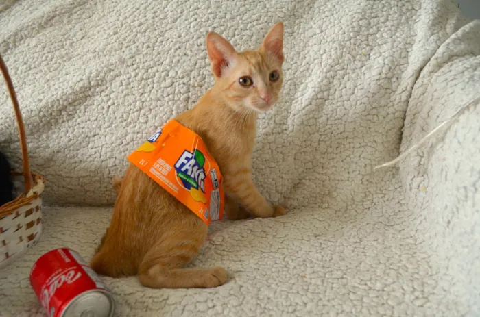 Gato ra a SRD idade 2 a 6 meses nome COCA E FANTA