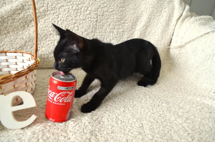 Gato ra a SRD idade 2 a 6 meses nome COCA E FANTA