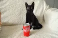 COCA E FANTA