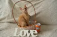 COCA E FANTA