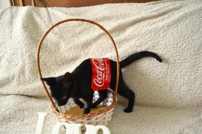 Gato ra a SRD idade 2 a 6 meses nome COCA E FANTA