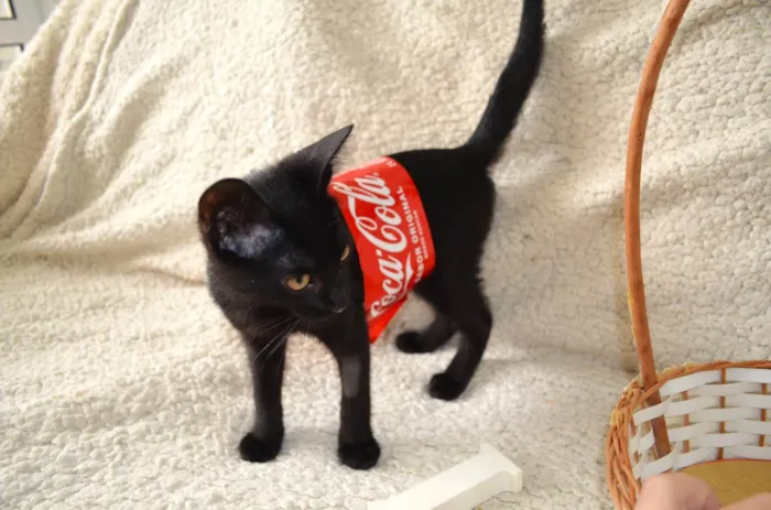 Gato ra a SRD idade 2 a 6 meses nome COCA E FANTA